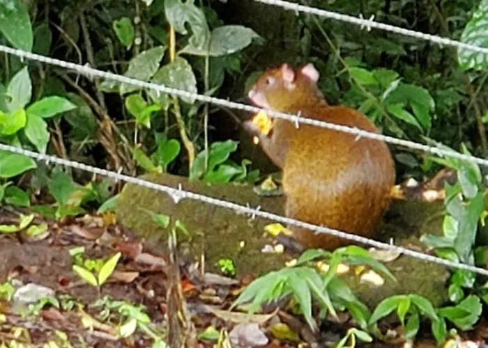 Grand Luna - Monteverde
